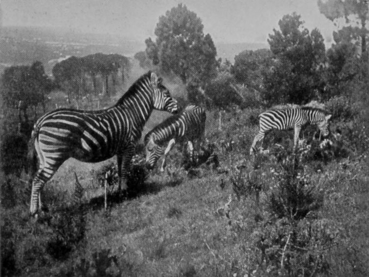 ZEBRAS ON TABLE MOUNTAIN. ZEBRAS ON TABLE MOUNTAIN.