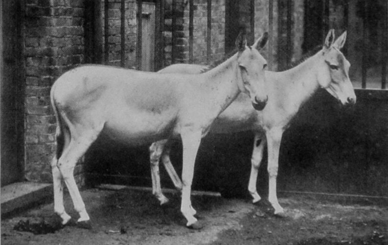 BALUCHI WILD ASS. BALUCHI WILD ASS.