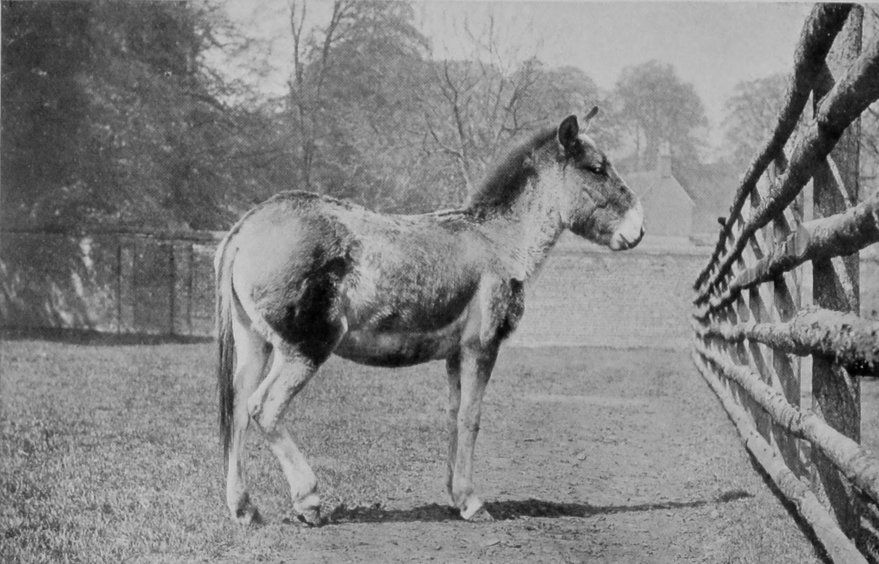 MALE KIANG. MALE KIANG.