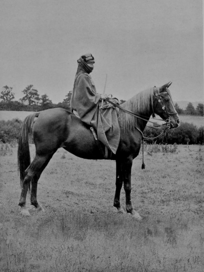 ARAB MARE. ARAB MARE.