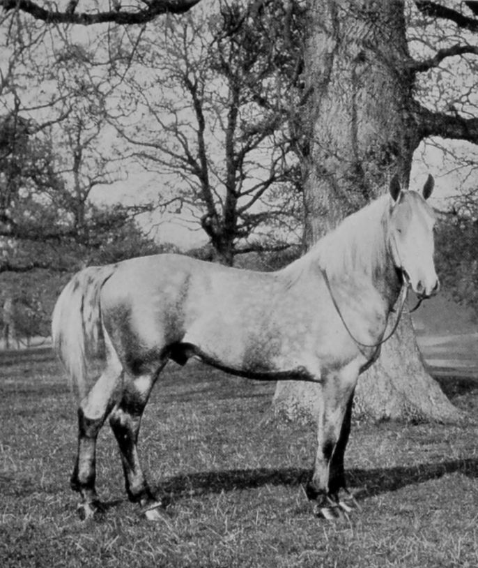 PERCHERON HORSE. PERCHERON HORSE.