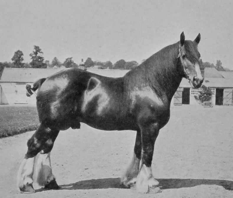 CHAMPION SHIRE STALLION. CHAMPION SHIRE STALLION.