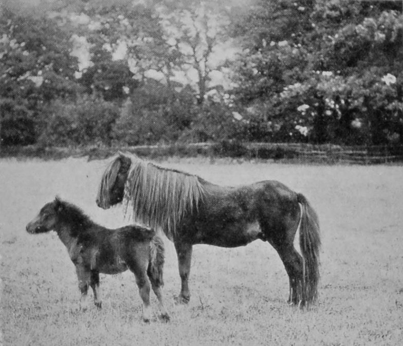 SHETLAND PONY AND FOAL. SHETLAND PONY AND FOAL.