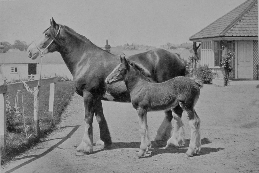 SHIRE MARE AND FOAL. SHIRE MARE AND FOAL.