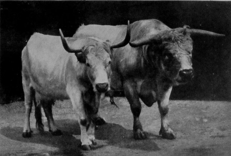 ENGLISH PARK-CATTLE. ENGLISH PARK-CATTLE.