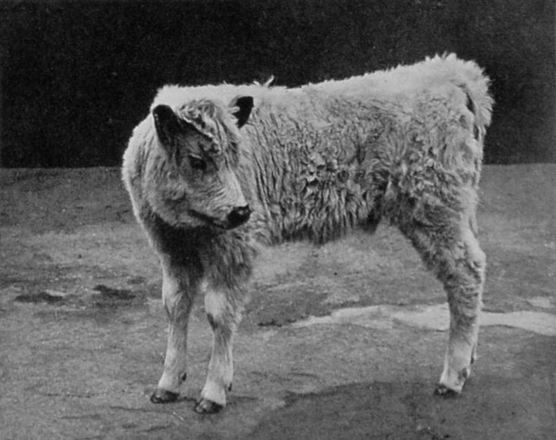 CALF OF ENGLISH PARK-CATTLE. CALF OF ENGLISH PARK-CATTLE.