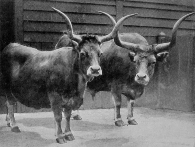 SPANISH CATTLE. SPANISH CATTLE.