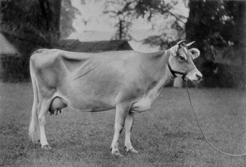 JERSEY COW. JERSEY COW.