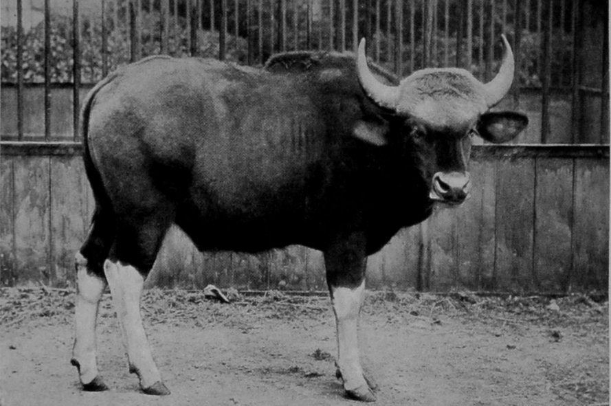 YOUNG GAUR. YOUNG GAUR.