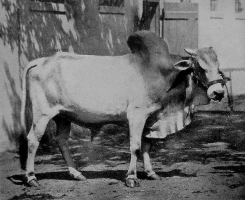 INDIAN HUMPED BULL. INDIAN HUMPED BULL.