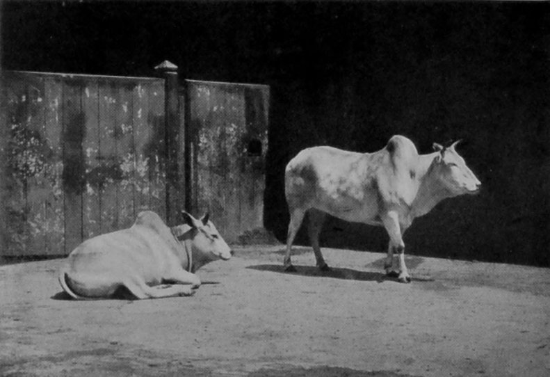 INDIAN HUMPED CATTLE. INDIAN HUMPED CATTLE.