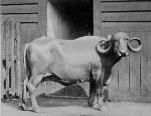 DOMESTICATED INDIAN BUFFALO. DOMESTICATED INDIAN BUFFALO.
