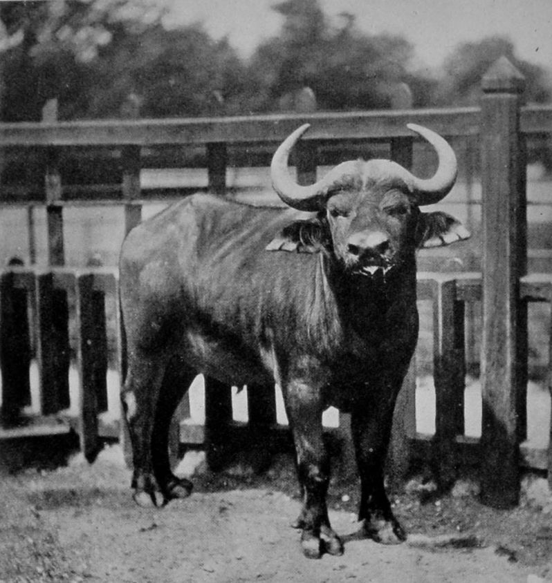 CAPE BUFFALO. CAPE BUFFALO.