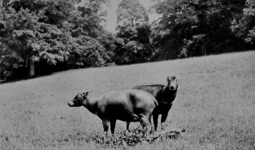 A PAIR OF ANOAS. A PAIR OF ANOAS.