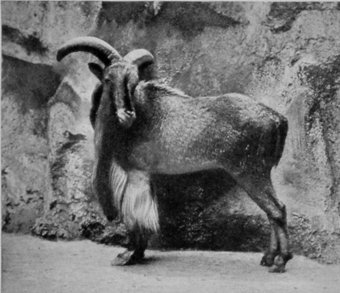 BARBARY SHEEP. BARBARY SHEEP.