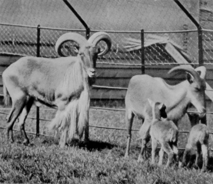 BARBARY SHEEP. BARBARY SHEEP.