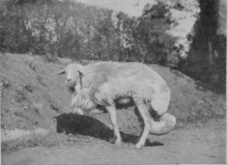 FAT-TAILED SHEEP. FAT-TAILED SHEEP.