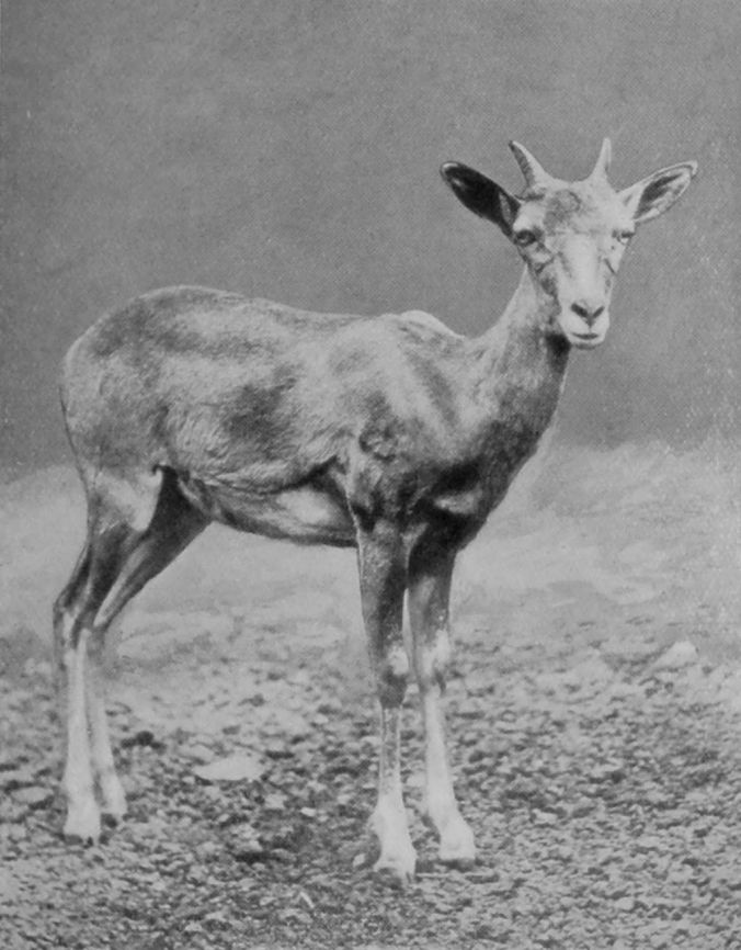 PUNJAB SHEEP. PUNJAB SHEEP.