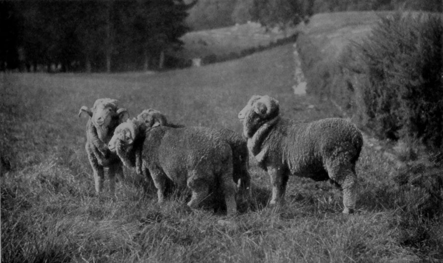 MERINO RAMS. MERINO RAMS.