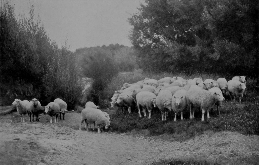 CROSS-BRED SHEEP. CROSS-BRED SHEEP.