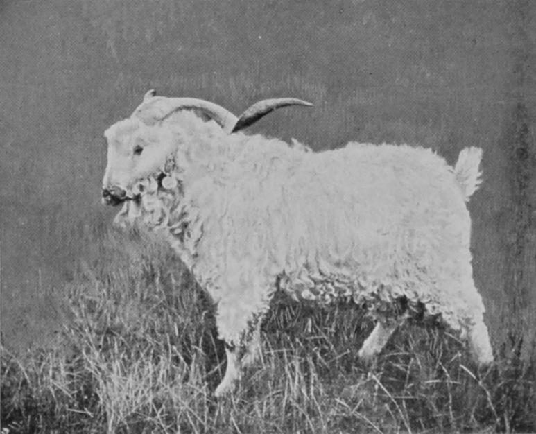ANGORA RAM. ANGORA RAM.