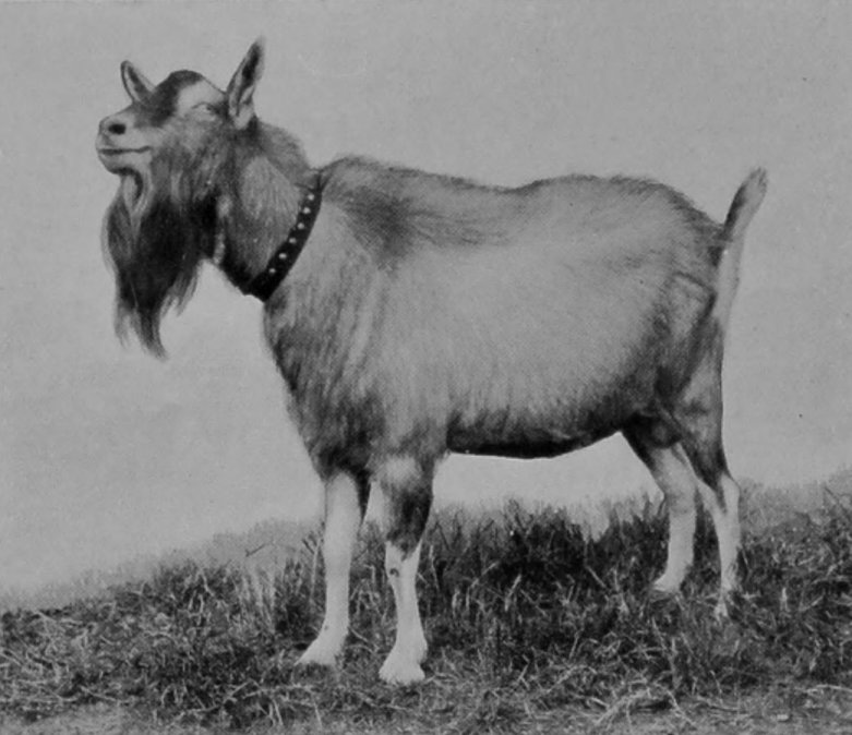 STUD TOGGENBURG GOAT. STUD TOGGENBURG GOAT.