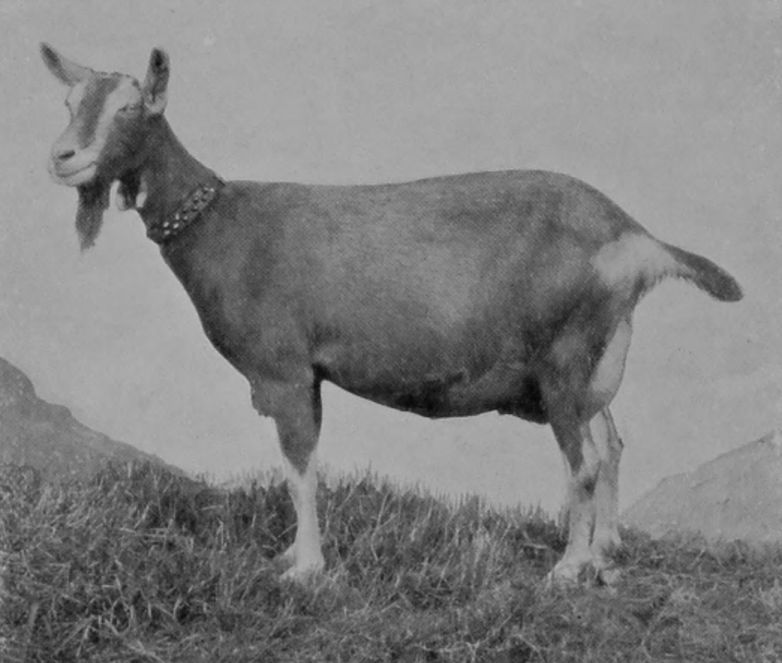 FEMALE TOGGENBURG GOAT. FEMALE TOGGENBURG GOAT.