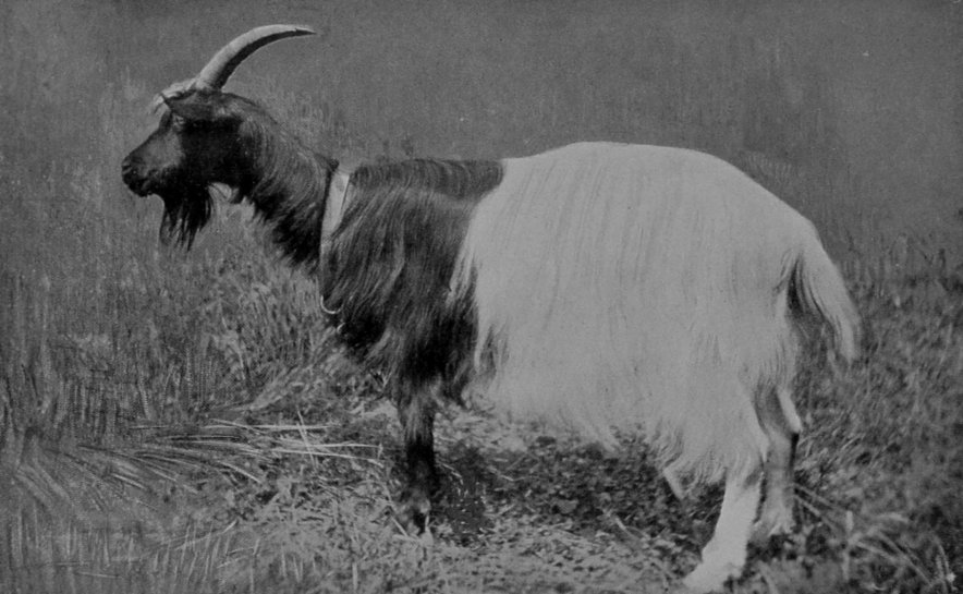 SCHWARTZALS GOAT. SCHWARTZALS GOAT.