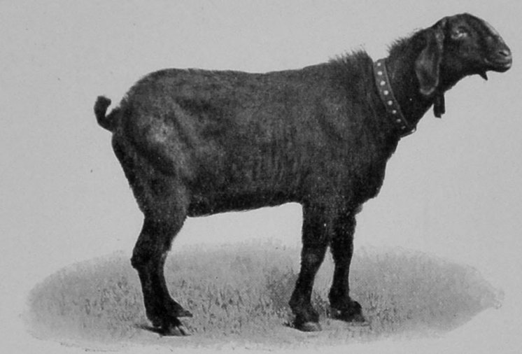 NUBIAN GOAT. NUBIAN GOAT.