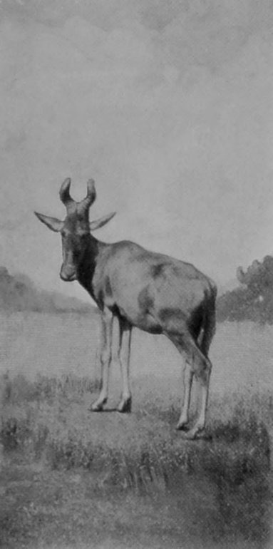 BUBALINE HARTEBEEST. BUBALINE HARTEBEEST.