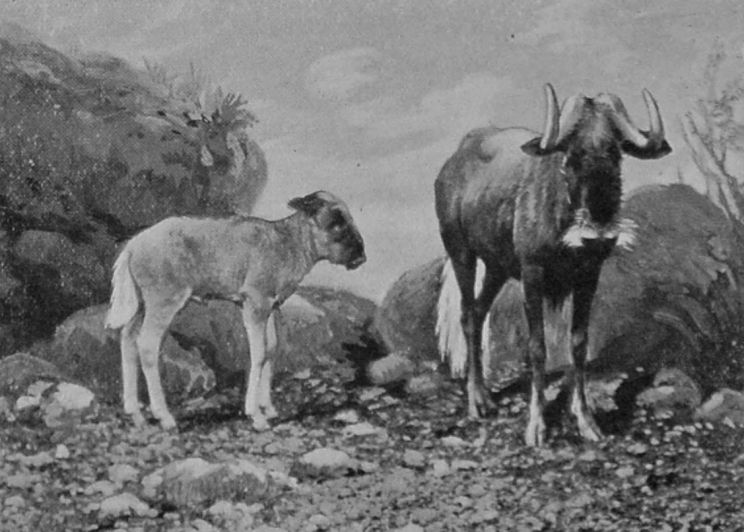 WHITE-TAILED GNU AND CALF. WHITE-TAILED GNU AND CALF.