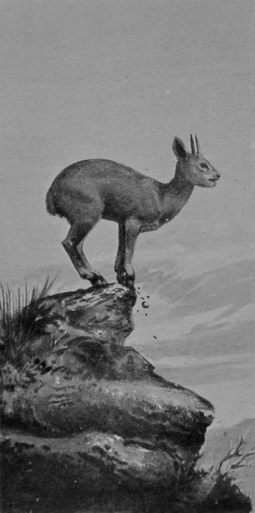 KLIPSPRINGER. KLIPSPRINGER.