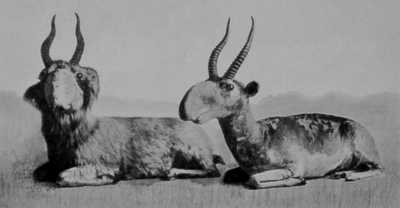 MALE SAIGA ANTELOPES. MALE SAIGA ANTELOPES.