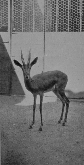 ARABIAN GAZELLE ARABIAN GAZELLE