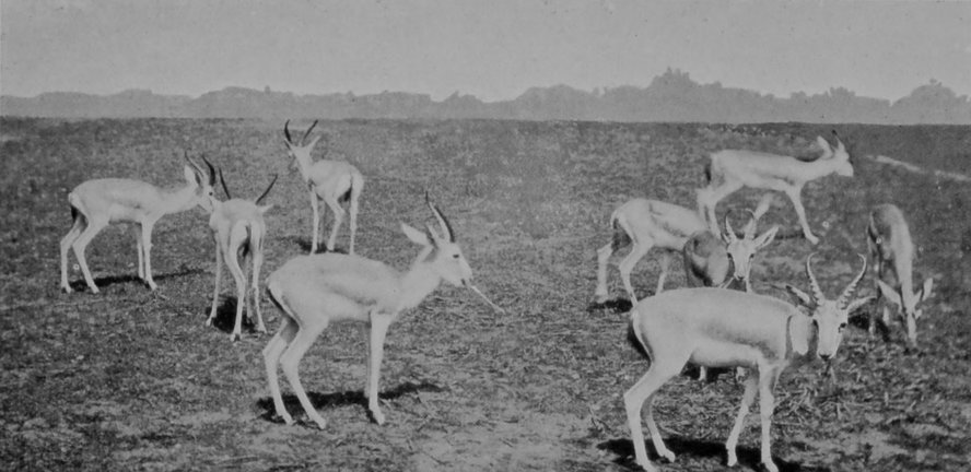 GOITRED GAZELLES FROM MESOPOTAMIA. GOITRED GAZELLES FROM MESOPOTAMIA.