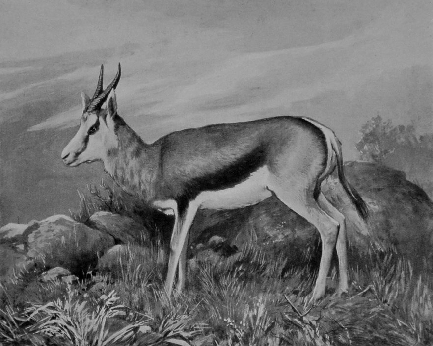 MALE SPRINGBUCK. MALE SPRINGBUCK.