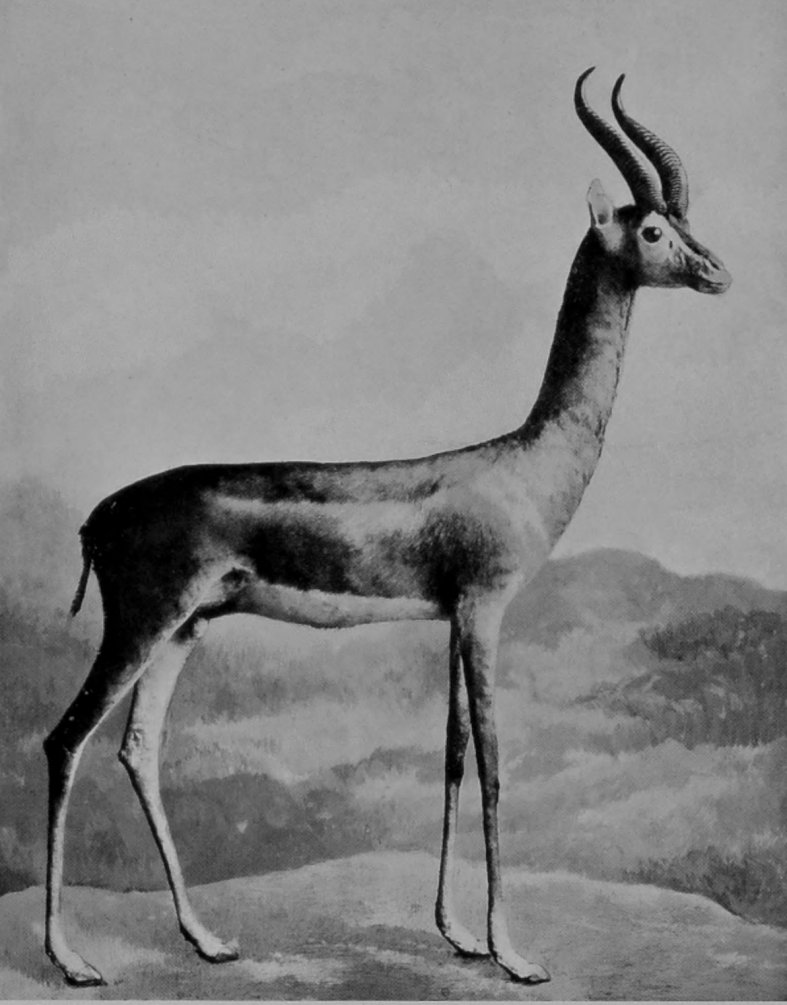 GERENUK. GERENUK.