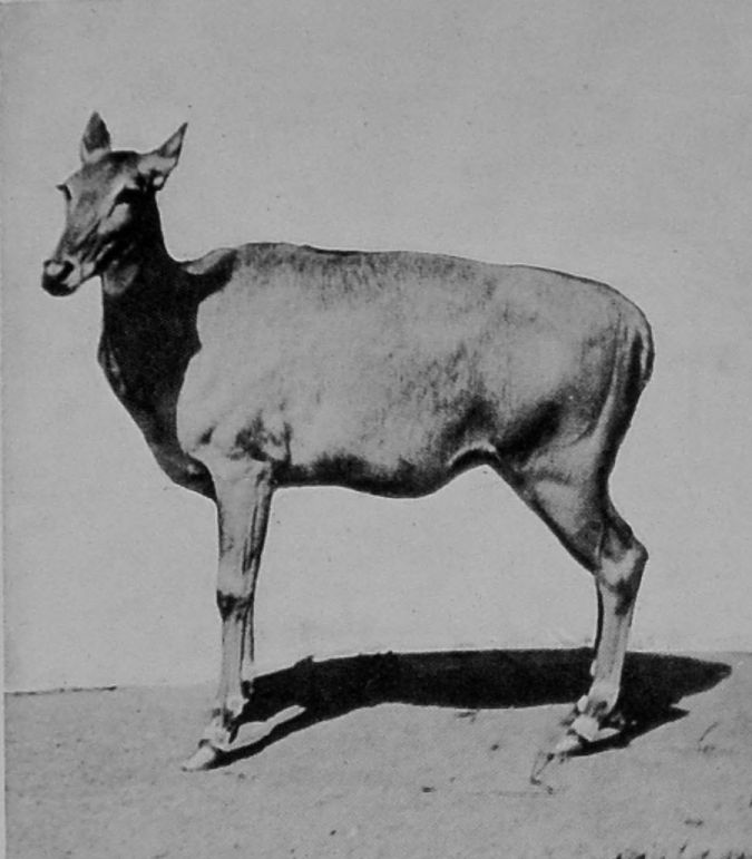 FEMALE NILGAI. FEMALE NILGAI.