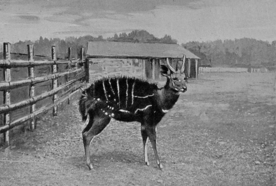 HARNESSED ANTELOPE. HARNESSED ANTELOPE.