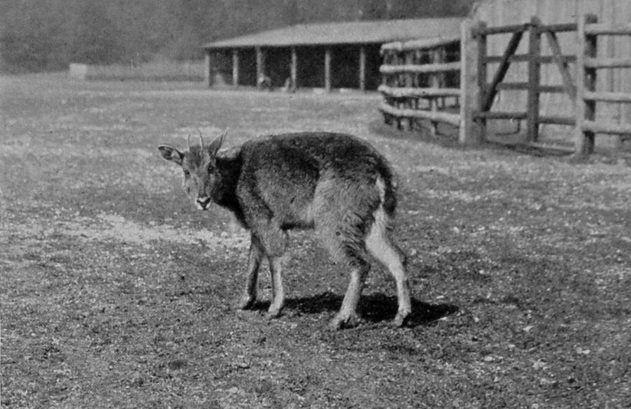 FEMALE GORAL. FEMALE GORAL.