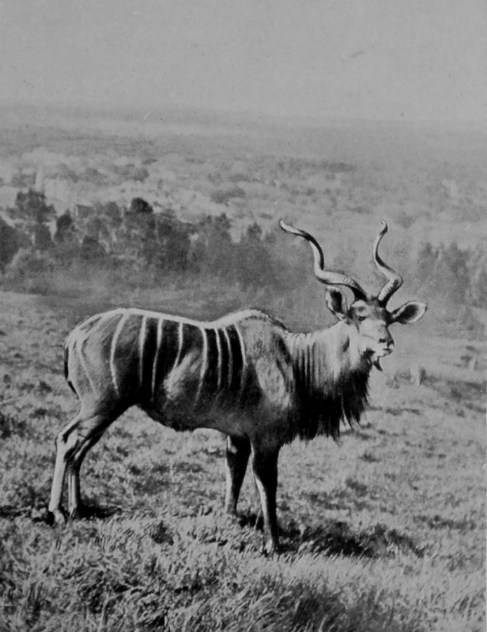 MALE KUDU. MALE KUDU.