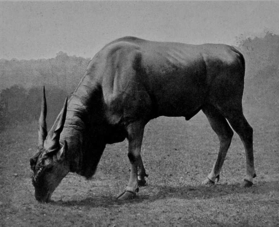 BULL ELAND. BULL ELAND.