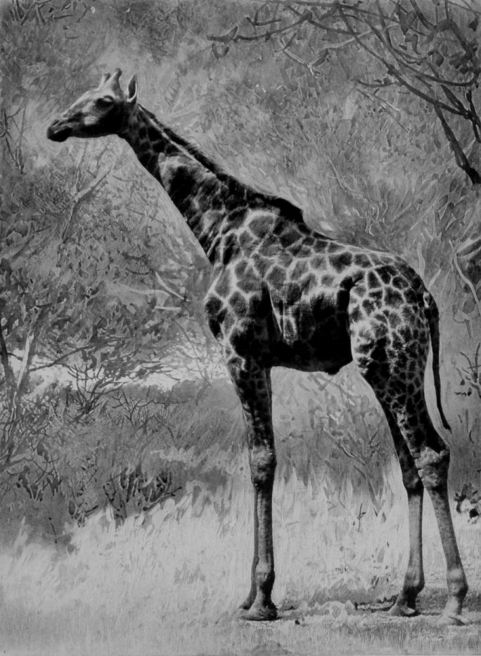 THE SOUTHERN GIRAFFE. THE SOUTHERN GIRAFFE.