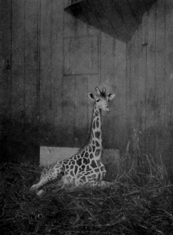 SOUTHERN GIRAFFE LYING DOWN. SOUTHERN GIRAFFE LYING DOWN.