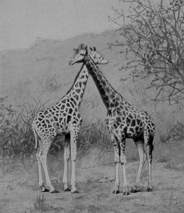 MALE AND FEMALE GIRAFFES. MALE AND FEMALE GIRAFFES.