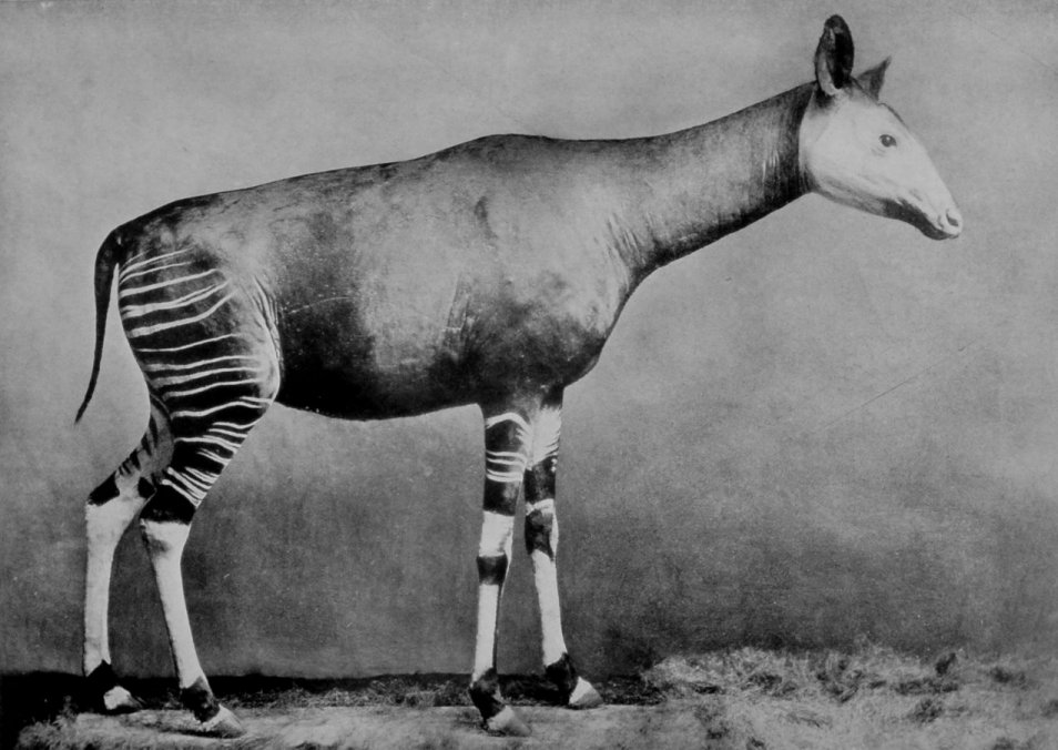 THE OKAPI OF THE CONGO FOREST. THE OKAPI OF THE CONGO FOREST.