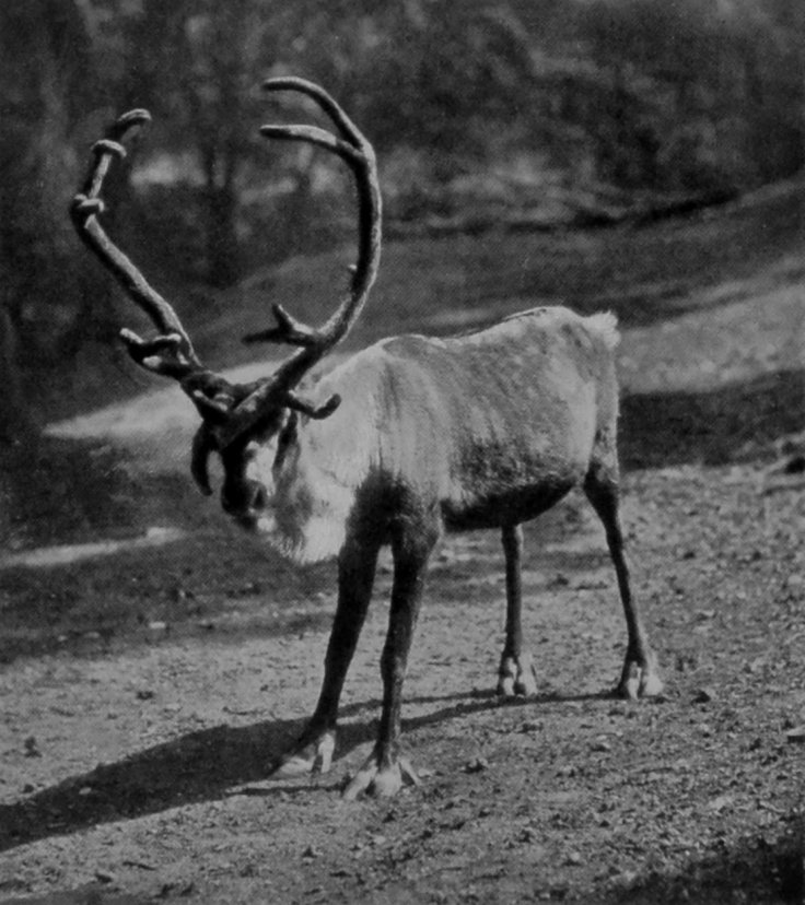 SCANDINAVIAN REINDEER. SCANDINAVIAN REINDEER.