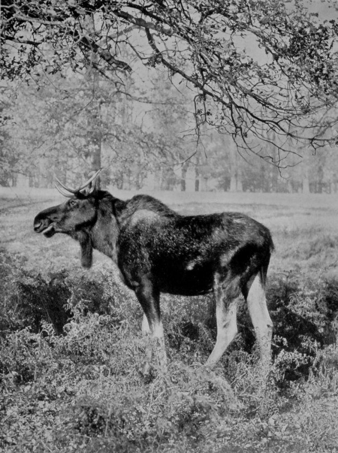 IMMATURE SCANDINAVIAN ELK. IMMATURE SCANDINAVIAN ELK.