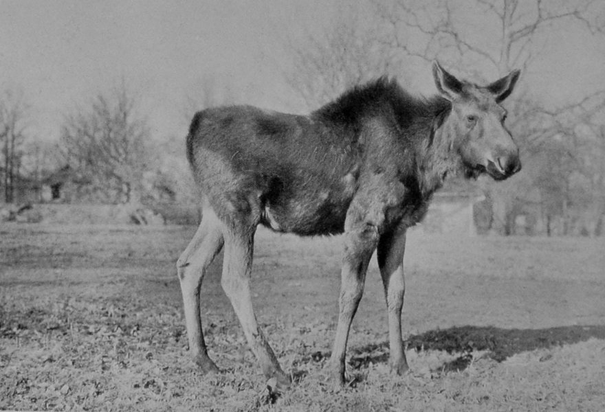 FEMALE AMERICAN ELK, OR MOOSE. FEMALE AMERICAN ELK, OR MOOSE.