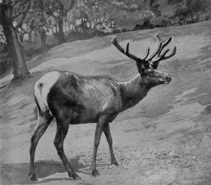ALTAI WAPITI. ALTAI WAPITI.